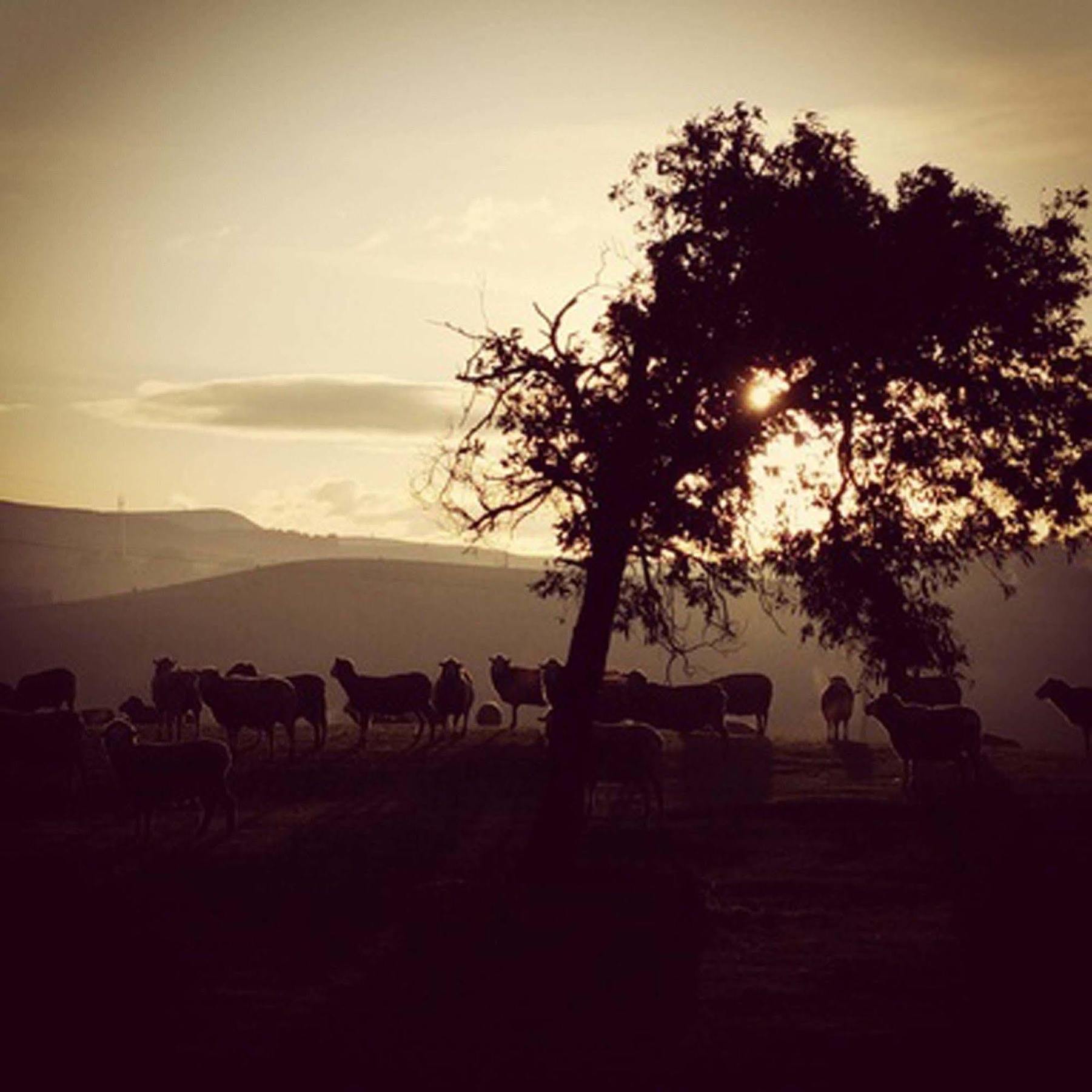 Curringa Farm Vila Meadowbank Exterior foto